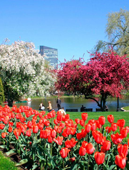 Vibrant red tulips blooming in Boston Public Garden with flowering trees and city buildings behind